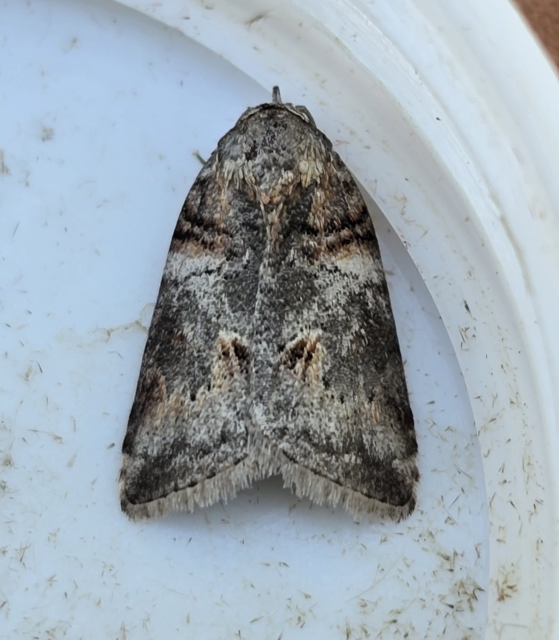 Photo of Asian Walnut Moth (Garella musculana)